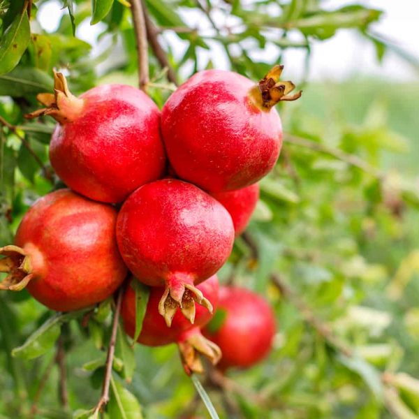 pomegranate-00