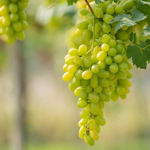 sultana-grapes-00
